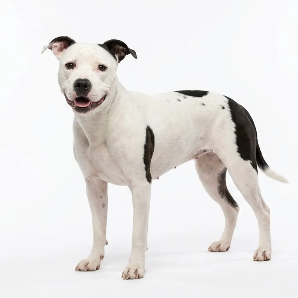 American Pit Bull Terrier gallery cover