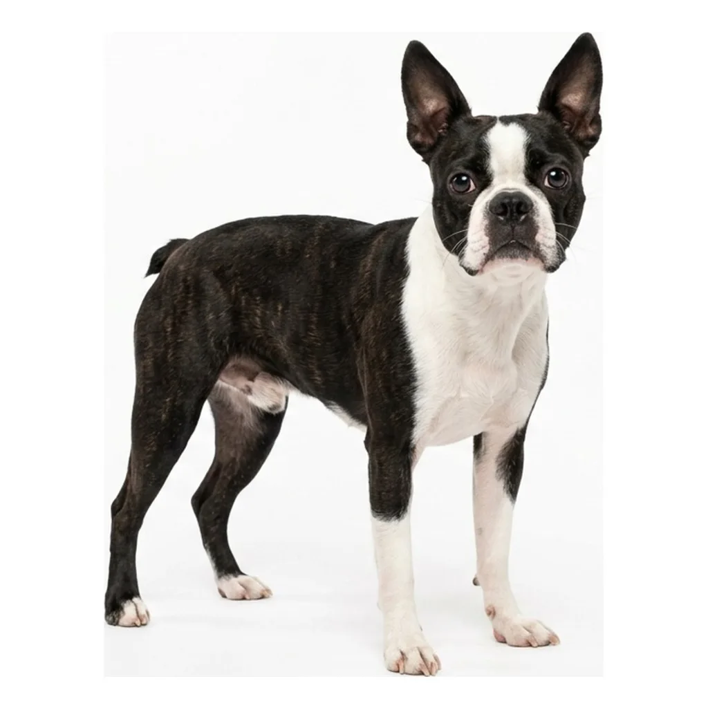Boston Terrier gallery cover
