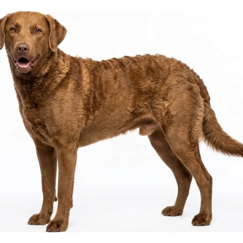 Chesapeake Bay Retriever gallery cover