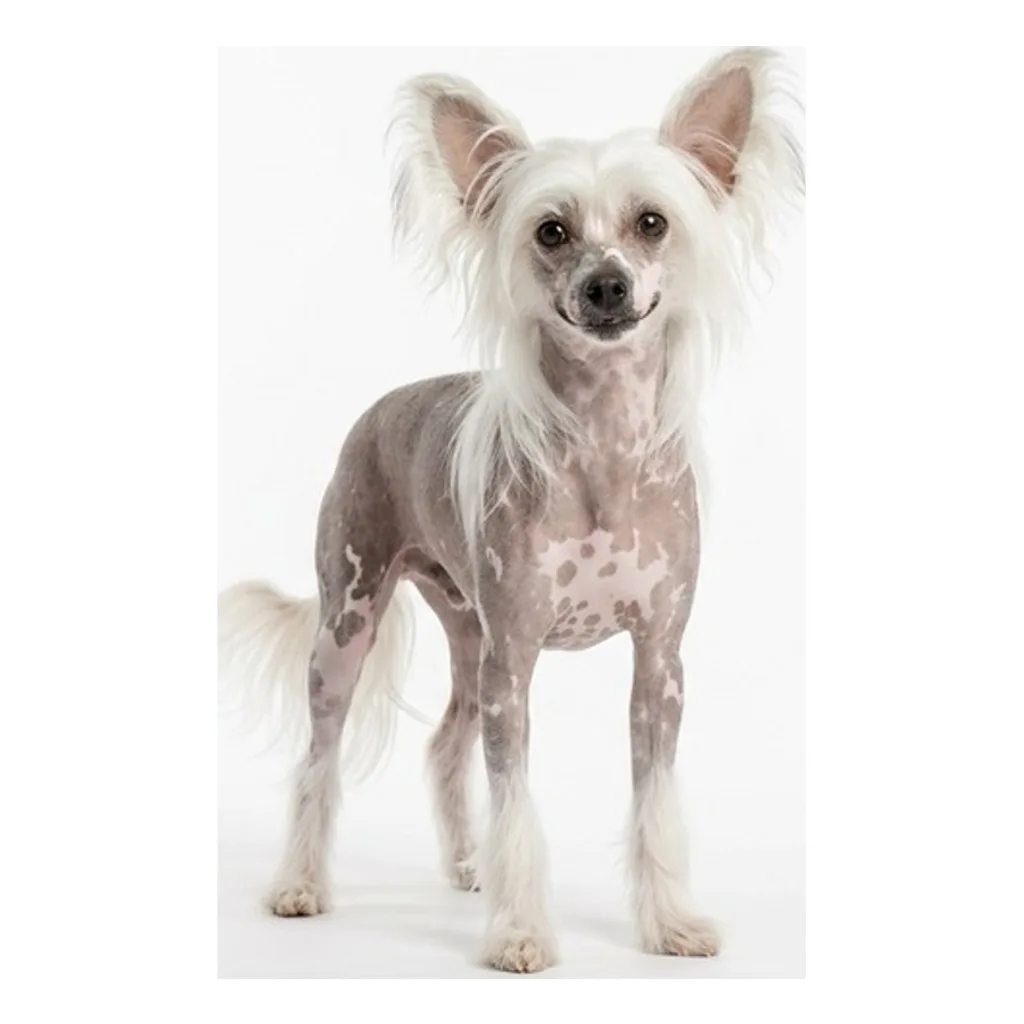 Chinese Crested gallery cover