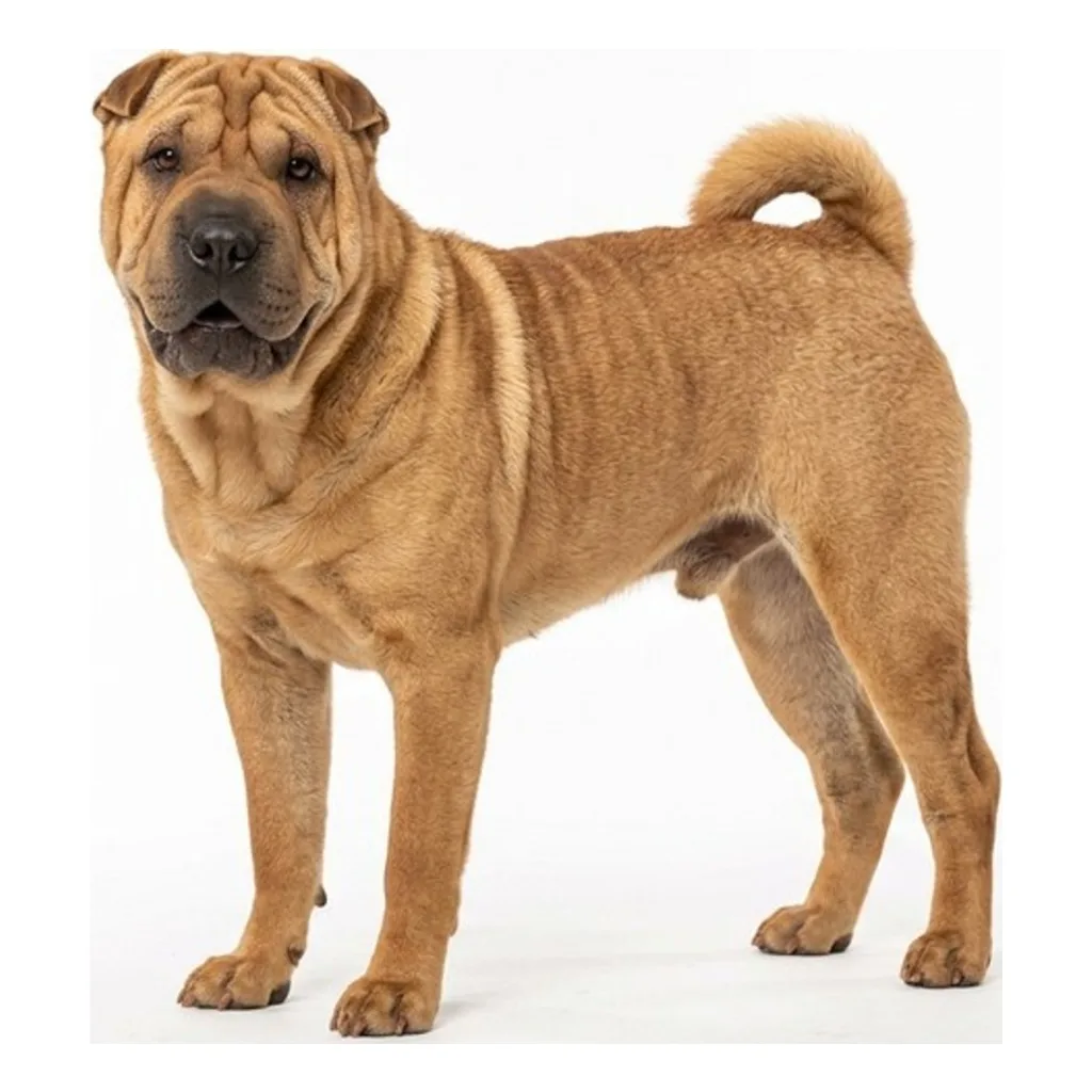 Chinese Shar-Pei gallery cover