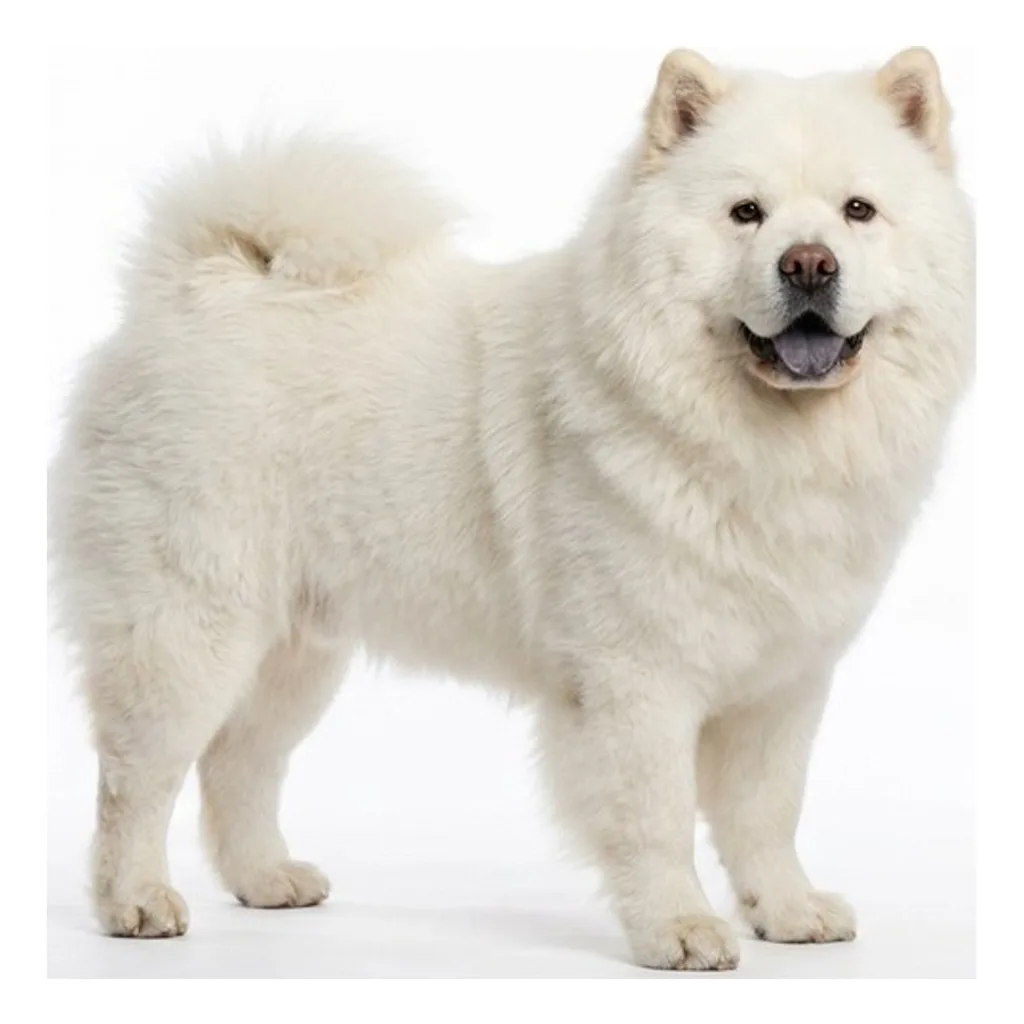 Chow Chow gallery cover