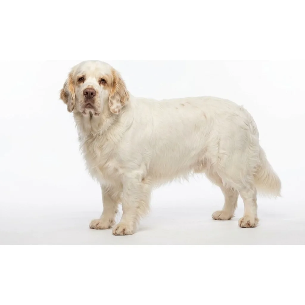 Clumber Spaniel gallery cover