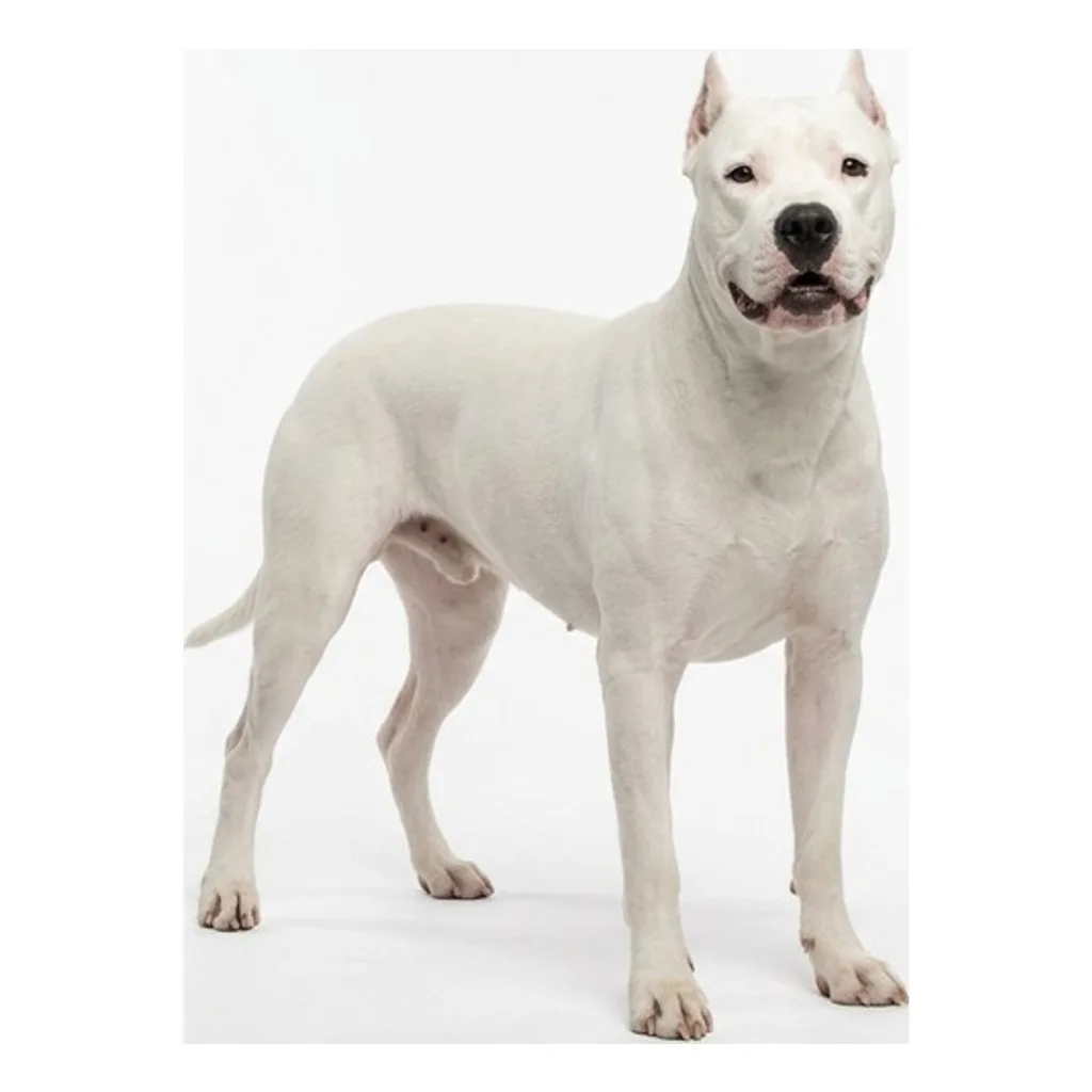 Dogo Argentino gallery cover