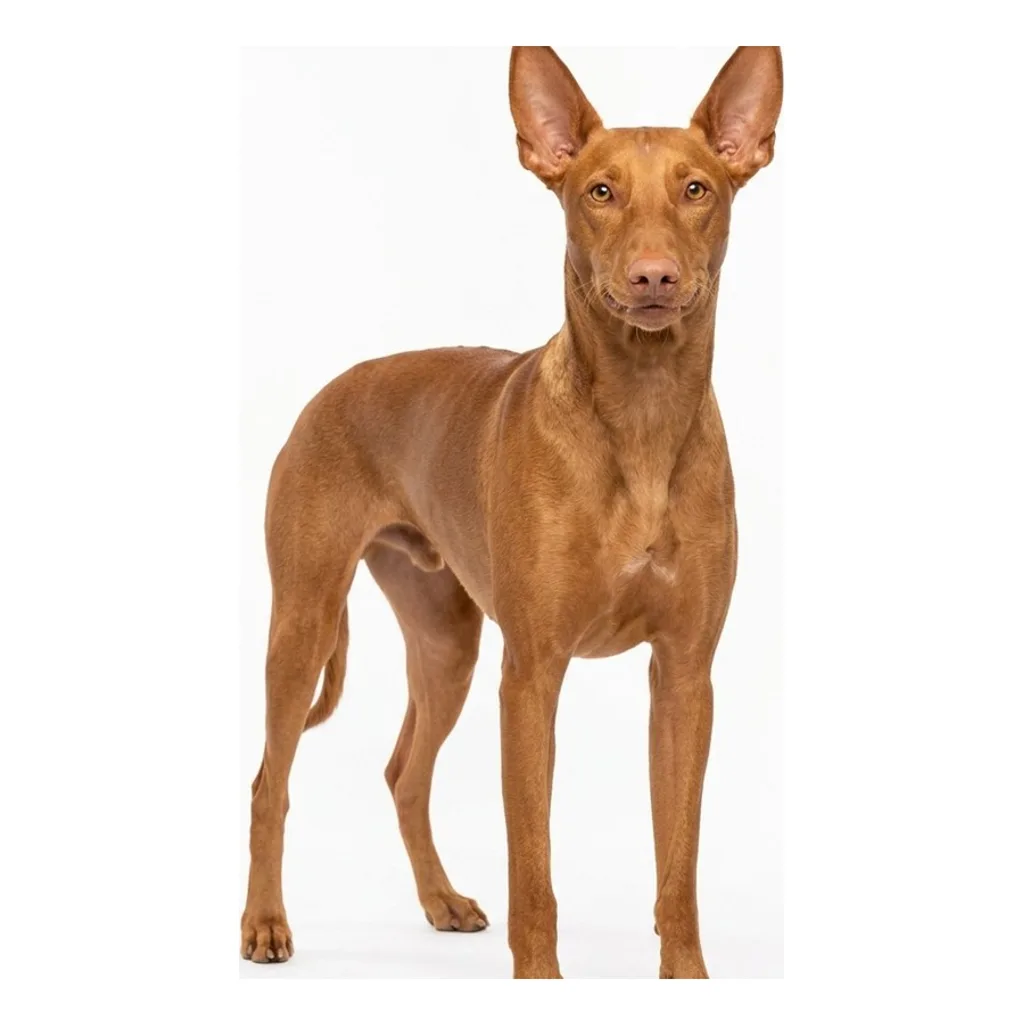 Pharaoh Hound gallery cover