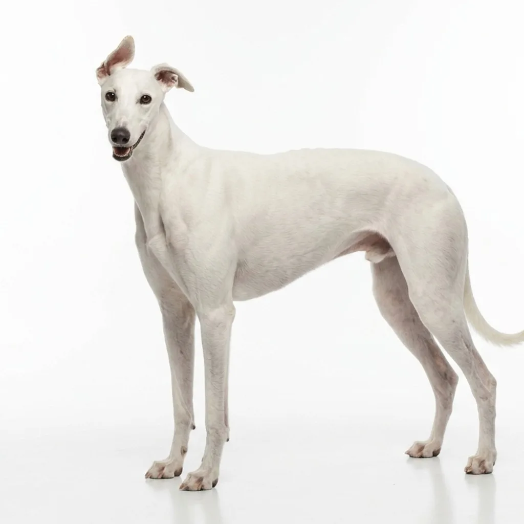 Greyhound gallery cover
