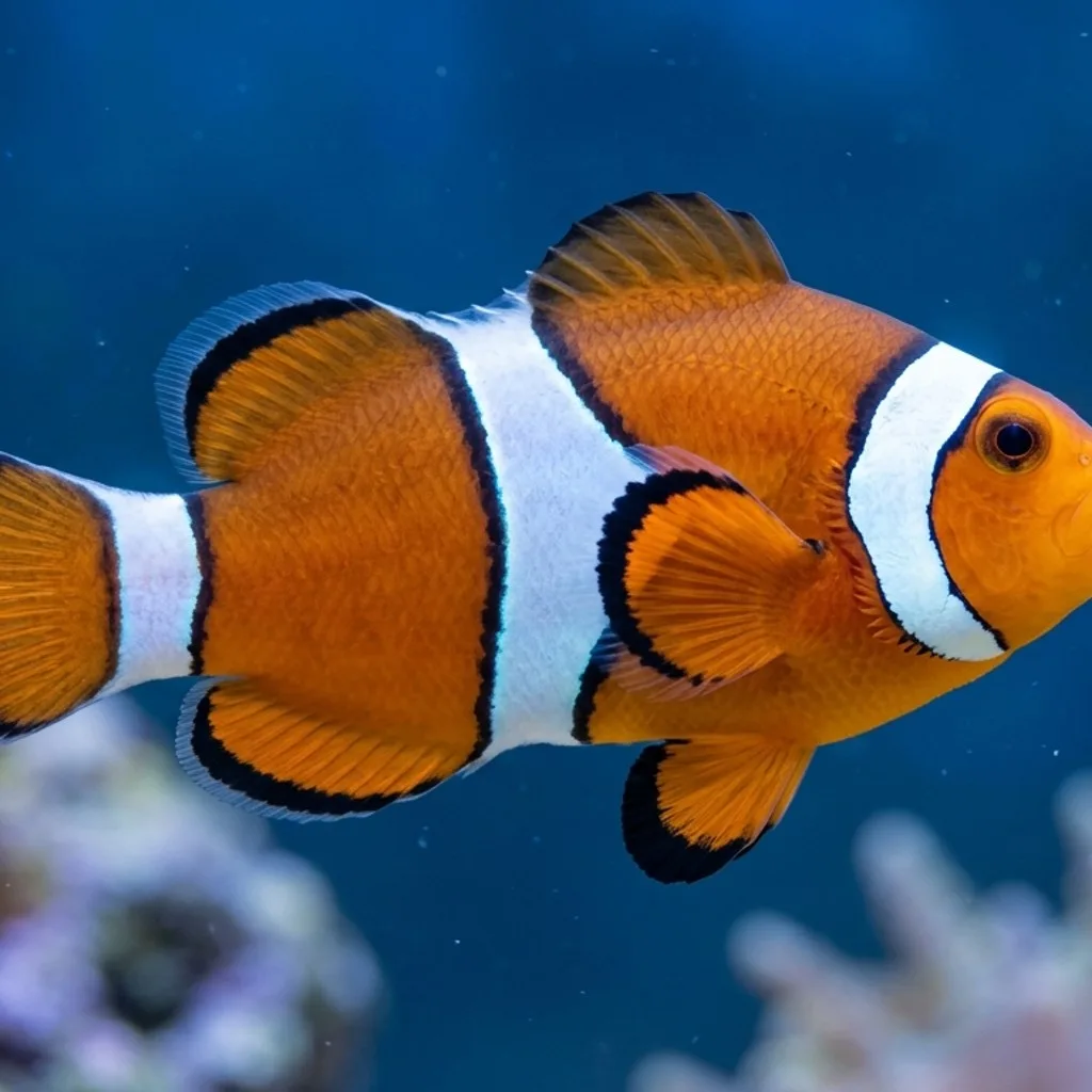 Clownfish (Nemo Fish) gallery cover