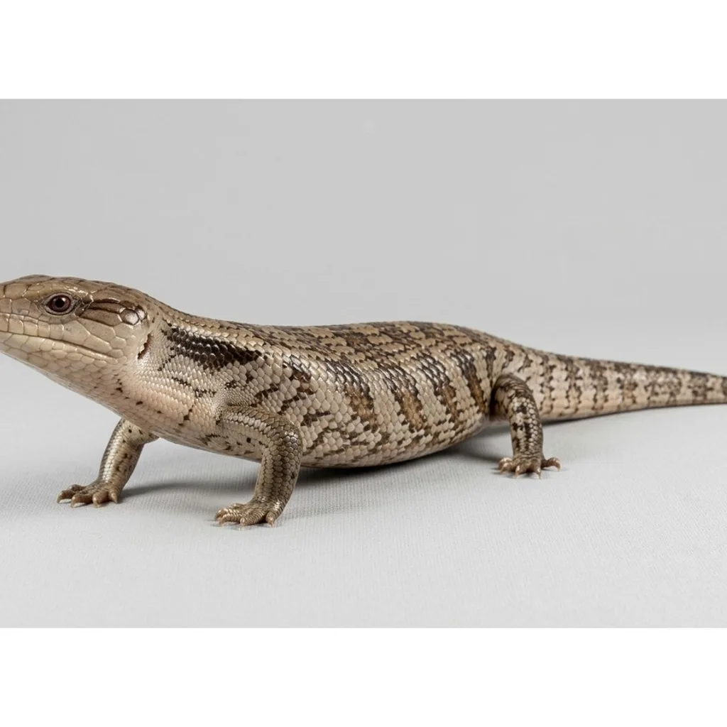 Blue-tongued Skink gallery cover