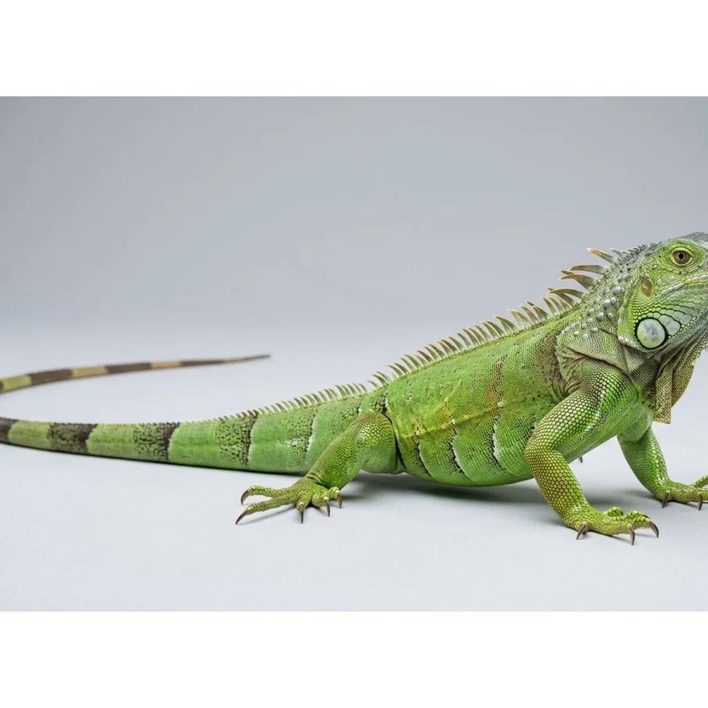 Green Iguana gallery cover