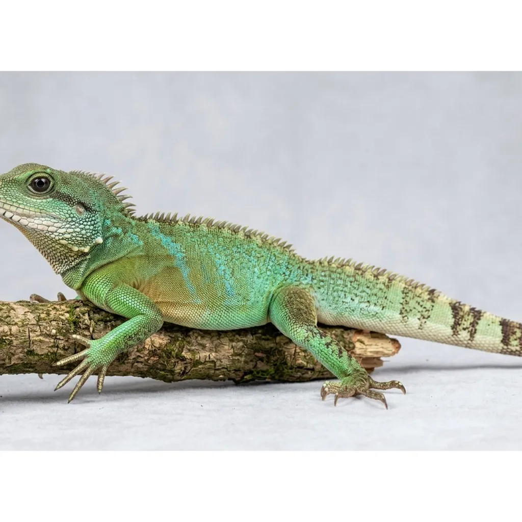 Chinese Water Dragon gallery cover